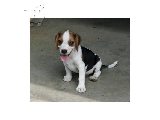 Beagle κουτάβι χρειάζεται ένα σπίτι